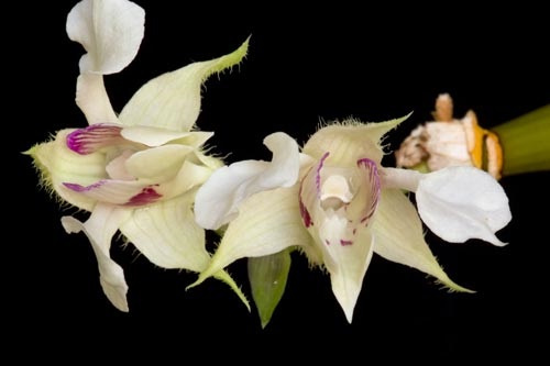 Weiße Blüten der LTOE Orchideen-Essenz Inner Peace