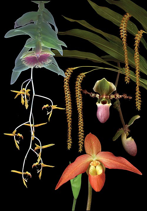 5 Blüten der LTOE Orchideen-Essenz Vital Lift