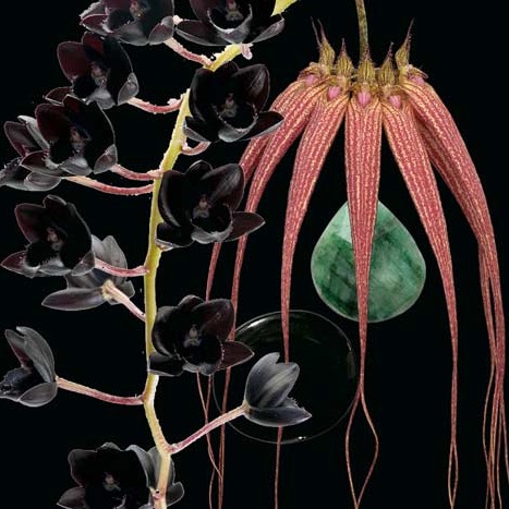 Foto-Montage der Orchideen Pushing Back the Night, Rising against the Dark und des Edelsteins Emerald