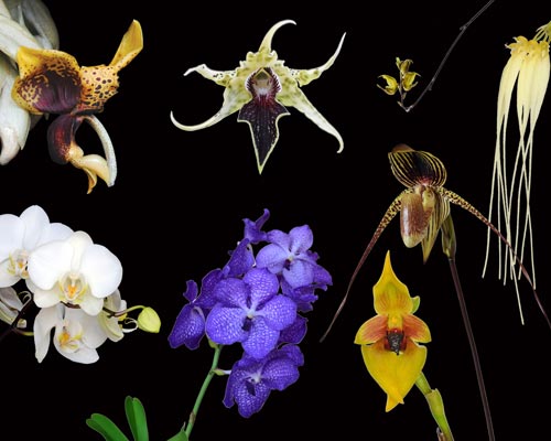 Blüten der Orchideen-Kombination Immediate Relief