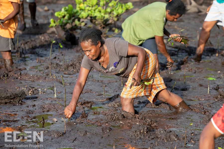 Frau pflanzt Mangroven-Setzling knietief im Wasser