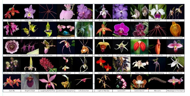 50 Fotos der Orchideen des Essenzensets 1