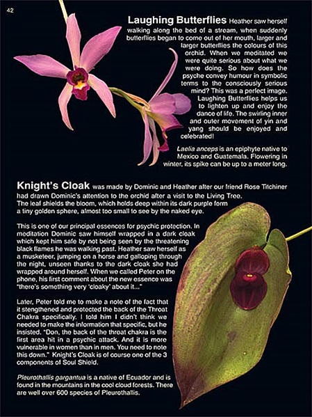 Buchrückseite von Orchid Essence Healing