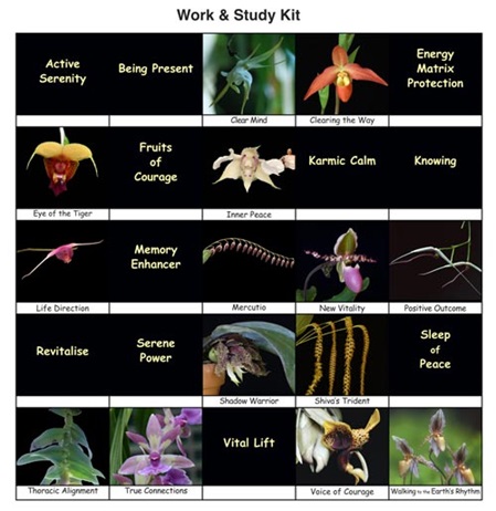 25 Fotos der Orchideen des Themensets 9 "Arbeit und Lernen"
